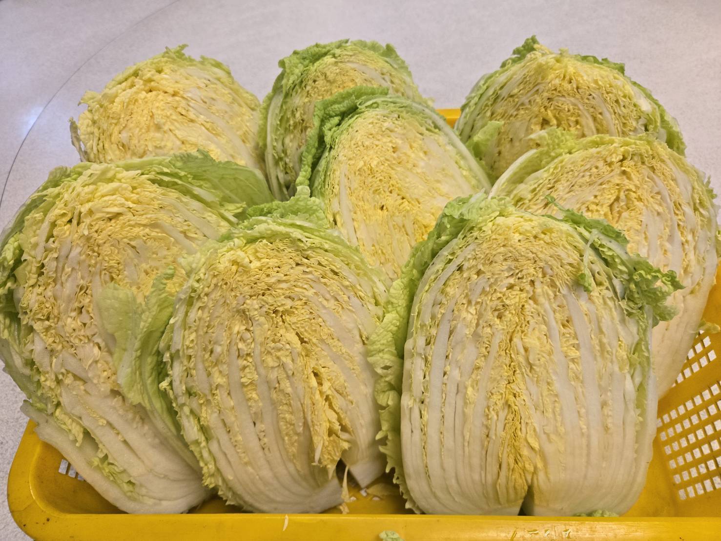 新鮮白菜準備製作酸白菜